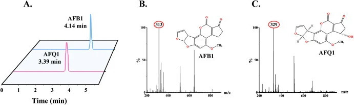 LC-MS analysis and proposed degradation mechanisms of AFB1. (A). Liquid chromatograms of AFB1 and its degradation products. (B). Mass spectrum of AFB1. (C) Mass spectrum of the proposed degradation from AFB1.