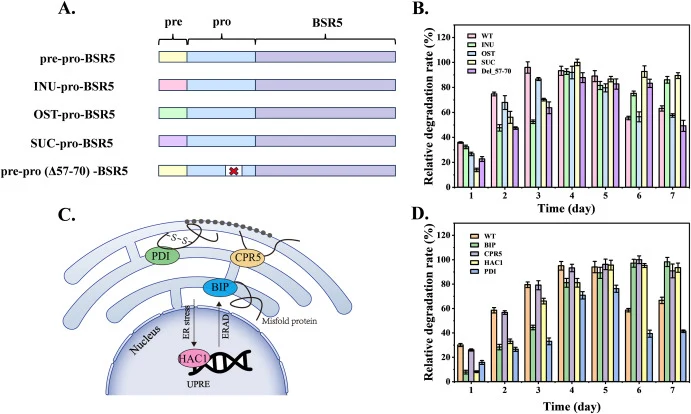 Strategies of secretion signal engineering and molecular chaperone co-expression to enhance BSR5 expression. (A). Schematic representation of secretion signal peptide variants. Engineering strategies included replacing the native pre-peptide (residues 1-19) with INU, OST, or SUC signals, and deletin