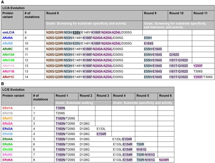 Directed evolution campaigns for LC/A and LC/E Each row names the protein variant in the first column as an “A” or “E” to indicate (A) LC/A or (B) LC/E, respectively, and the round number (#) as Rd# followed by a capital letter designating a specific clone from the round’s screen; clone names and co