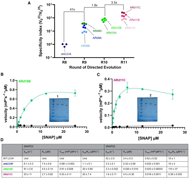 Gains in specificity following directed evolution of LC/A (A) Directed evolution of LC/A from omLC/A to LC/A variant, ARd11C. Proteolysis by ARd10B (B) or Ard11C (C) of either SNAP23 DARET (green) or SNAP25 DARET (black) substrates; substrate sequences are shown in Figure S5. The insets provide repr