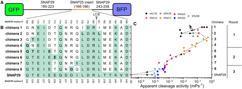 LC/E Substrate walking strategy (A) The DARET substrate used for directed evolution of LC/E variants includes the target substrate sandwiched between two fluorescent proteins eGFP and eBFP. (B) Chimeric substrates used to walk from SNAP25 to SNAP29. Shading indicates the origin of each residue from