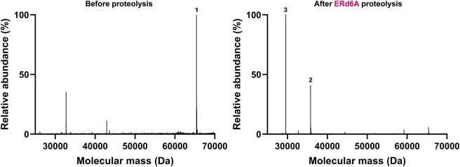 Mass spectrometry following cleavage of SNAP29 DARET substrate by ERd6A Fragment 1 has the mass expected of the SNAP29 DARET substrate (calculated 65,457.36 Da, observed 65,418.00 Da). Following proteolysis by ERd6A protease, fragment 2 (calculated 35,841.03 Da, observed 35,821.00 Da) and fragment 3