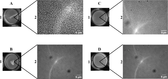 Macroscopic and microscopic changes in phenotype of E. coli Top10 and BL21 cells. The macroscopic (1) and microscopic (2) pictures were recorded after 24 h of incubation at 37°C in 24-well plates. E. coli Top10 cultures were grown in presence of 0.25 vol% 1-hexanol (A) and without alcohol (B), equal