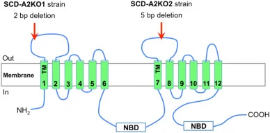 Schematic structure of the HaABCA2 protein and two mutation sites created with CRISPR/Cas9 system in the SCD strain of Helicoverpa armigera. The HaABCA2 protein consists of two transmembrane domains (TM 1–6, TM 7–12) and two intracellular ATP nucleotide binding domains (NBD). The approximate positio