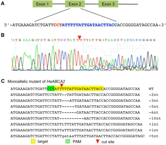 The CRISPR/Cas9-induced mutation types at the exon 2 of HaABCA2 of Helicoverpa armigera. (A). Schematic diagram of the sgRNA-targeted site and sequences in the exon 2 of HaABCA2. (B). Multi-peaks chromatograms of direct sequencing of a representative edited individual of G0. (C). Sequences of indel