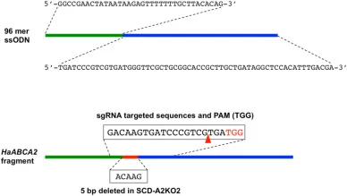 设计一种96-mer单链寡脱氧核苷酸(ssODNs)作为供体DNA,用于在棉铃虫HaABCA2外显子18中引入特定的5-bp缺失(ACAAG)。sgRNA的靶序列以方框标出,PAM序列(TGG)以红色突出显示。切割位点