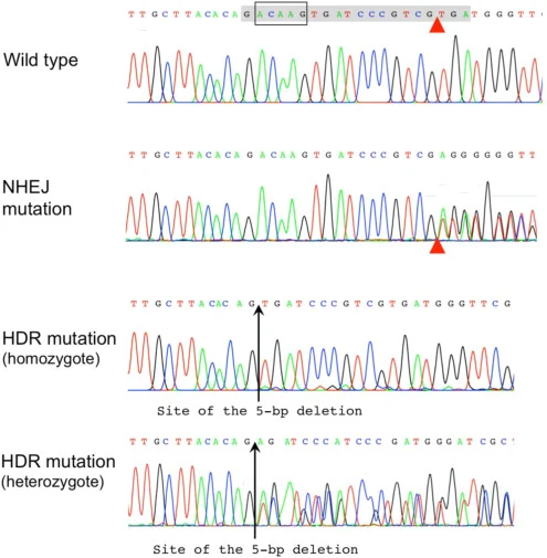 来自CRISPR/Cas9实验的G1幼虫PCR产物直接测序代表性色谱图,该实验使用供体DNA在棉铃虫(Helicoverpa armigera)HaABCA2外显子18中引入特异性5-bp缺失(ACAAG)。引入的突变来源于非同源末端连接。