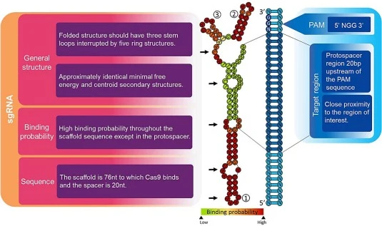 Secondary folding structure of the single-guide RNA (sgRNA) for targeted Cas9 mediated editing. The scaffold region (76 bp) is pictured in red, and the protospacer in green (20 bp). The sgRNA structure requires three stem loops (numbered 1–3) and five interrupting rings (indicated in arrows). The ds