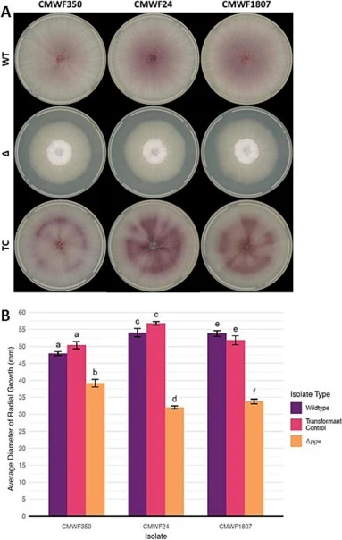 Mycelial growth comparisons of the wild-type (WT), knockout strain (Δ) and transformant control (TC) of isolates CMWF350, CMWF24 and CMWF1807 of F. circinatum. A: After 7 days of incubation at 25 °C in the dark on PDA, the WT and TC isolates showed little difference, but both produced significantly