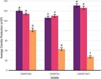 Comparisons of sporulation of the three F. circinatum wild-type isolates and their corresponding mutant and transformant control isolates. Average spore counts recorded for the respective fungal isolates. For each set of results (i.e., those for a wild-type isolate and its corresponding deletion mut
