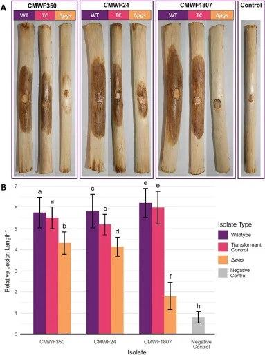 Results of the pathogenicity assay conducted on detached branch sections collected from 3-year-old plantation trees of P. patula. A: The relative lesion length calculated as the average length of lesion (mm) on detached branch sections of P. patula, normalized by branch width (mm). For each set of r