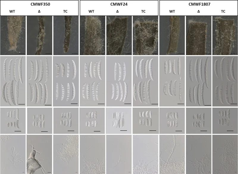 Examples of the sporodochia that developed on carnation leaves in the WT, Δ and TC isolates (Row 1; scale bar =1000 μm). Examples of the sporodochial conidia (macroconidia) and aerial conidia (microconidia) are depicted in Rows 2 and 3 shows, while mono- and polyphialides are shown in Row 4. The sca