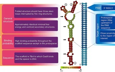 松树脂溃疡病菌Pgs基因调控致病与生长产孢