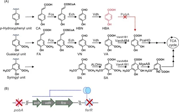 Metabolic pathway and genetic organization in engineered Pseudomonas sp. NGC7 strains. The pobA gene was inactivated in NGC704 (A, Table S2). A schematic representation of the FerR-mediated transcriptional repression of the gene cluster, ech/vdh/fch, is illustrated (B). The ferR gene codes for the t