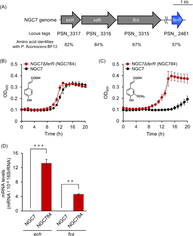 Effect of ⊿ferR on growth profiles on CA and FA and expression of the ech/vdh/fcs cluster. (A) Organization of the ech, vdh, fcs, and ferR loci in Pseudomonas sp. NGC7. Numbers below the arrows indicate locus tags. Percentages indicate the amino acid sequence identities with the orthologous proteins