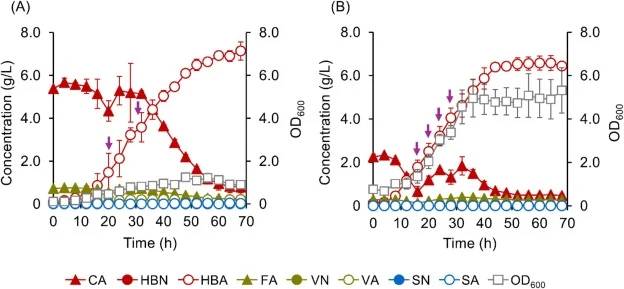Glucose-free HBA production from mock CBAE (A) and CBAE (B) by NGC7194. (A) NGC7194 was cultured in MMx-3 containing 40 mM aromatics derived from mock CBAE. Small portions of mock CBAE were added to the culture at 20 and 30h after incubation (equal volumes, indicated by purple arrows). (B) The strai
