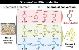 Metabolic engineering of Pseudomonas sp. NGC7 for glucose-fr