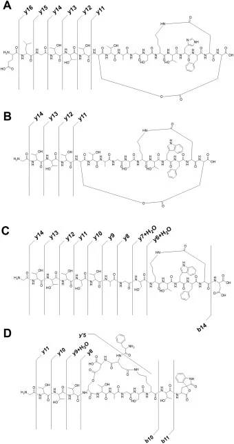 源内CID分析:(A) prunipeptin,(B) prunipeptin 15HW,(C)酯裂解的prunipeptin 15HW,(D)Trp C端裂解的prunipeptin 15HW。