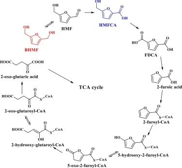微生物中HMF的代谢途径（Sun et al., 2021；Koopman et al., 2010）