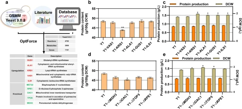 In silico prediction and experimental validation of protein synthesis targets. (a) Gene targets (both up-regulation and knockout) predicted by the genome-scale metabolic model for enhancing protein synthesis. (b) Protein content of strains overexpressing the predicted up-regulation targets. (c) Prot