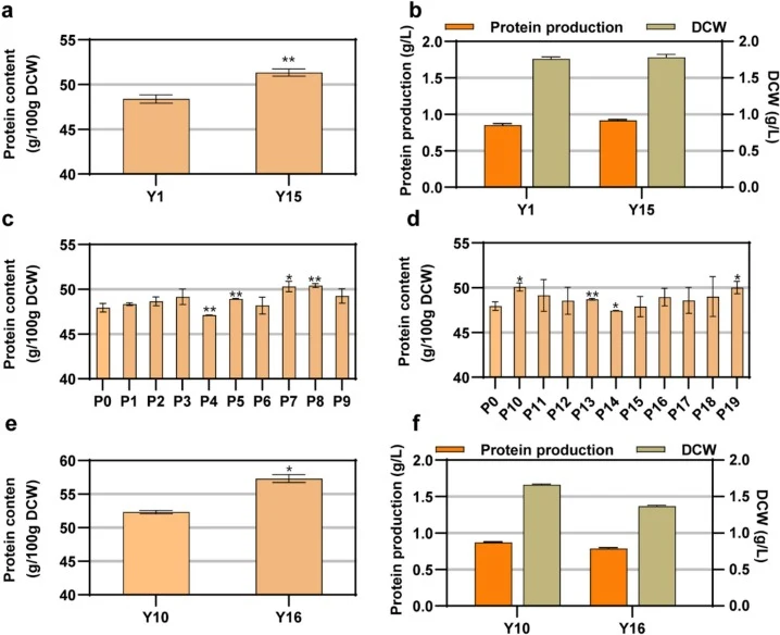 Effects of enhancing ribosome synthesis on protein production. (a) Protein content of strains overexpressing the transcription factor IFH1. (b) Protein production and DCW of the IFH1-overexpressing strain. (c) Protein content of strains overexpressing single-copy 40S ribosomal subunit protein genes.