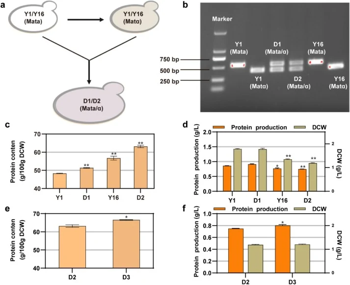 Construction of diploid yeast strains and enhancement of transcription factor SUT1 to improve protein synthesis. (a) Schematic diagram of the diploid strain construction process. (b) Gel electrophoresis verification of diploid strains. (c) Protein content of the diploid yeast strains. (d) Protein pr