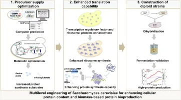 Precursor supply and translational machinery engineering of