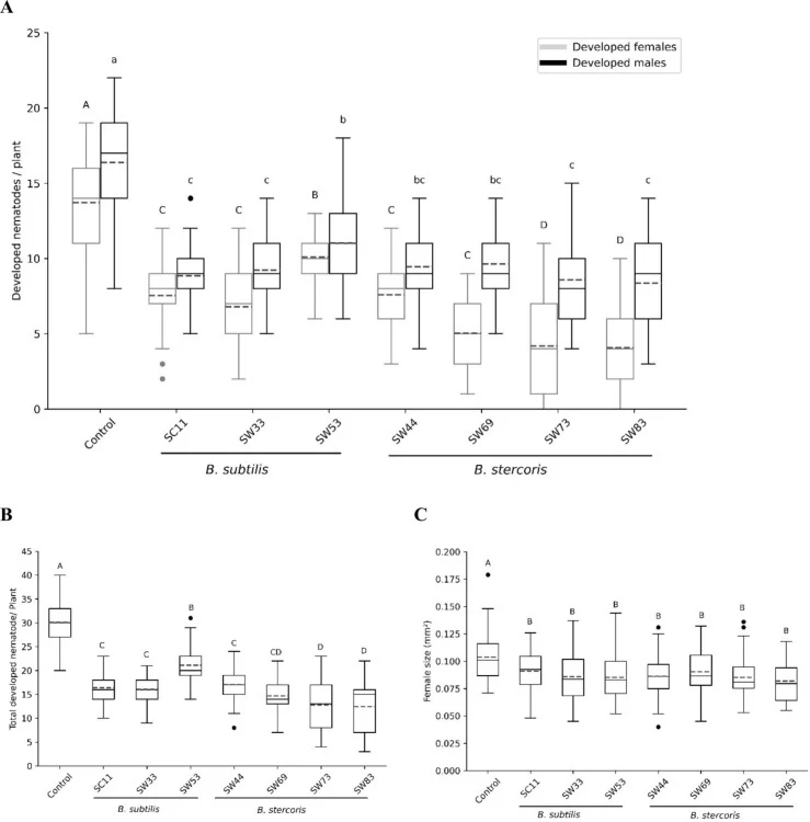 Effect of living bacterial cells (LBC) of Bacillus isolates on the development of adults of Heterodera schachtii in Arabidopsis thaliana roots. (A) Number of developed female and male nematodes per plant at 12 days post inoculation (dpi) in the presence of Bacillus LBC; (B) Number of total developed