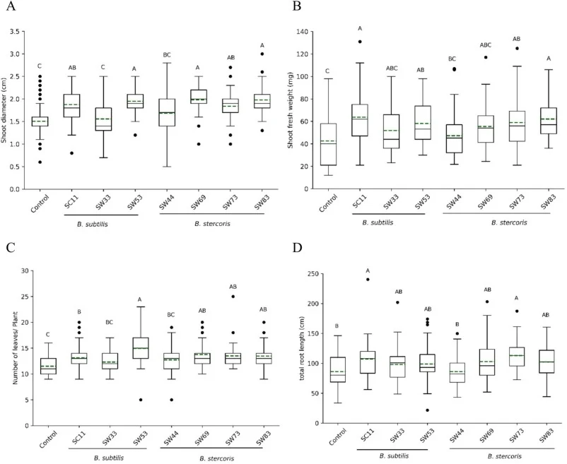 Effect of living bacterial cells (LBC) of Bacillus isolates on Arabidopsis thaliana development. (A) Shoot diameter; (B) Shoot fresh weight; (C) Number of leaves (D), Total root length. Results are expressed as the mean (green dashed line) and median (black line) with 25%- and 75%-quartile of three
