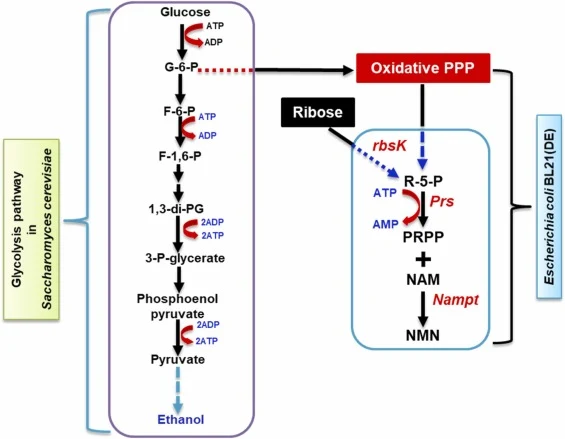 Schematic illustration of cell-free production of NMN and ethanol. AMP: adenosine mono-phosphate; ADP: adenosine di-phosphate; ATP: adenosine tri-phosphate; G-6-P: glucose-6-phosphate; PPP: pentose phosphate pathway; rbsK: ribokinase; Prs: phosphoribosyl pyrophosphate synthetase; Nampt: nicotinamide