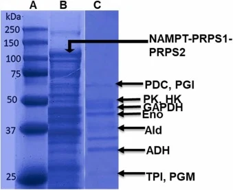 SDS-PAGE analysis of S. cerevisiae and recombinant E. coli BL21 (DE3) cell lysate. Lane A: molecular weight marker, Lane B: NAMPT-PRPS1-PRPS2 gene induced by lactose in recombinant E. coli, and Lane C; yeast cell lysate after probe sonication. All ten fermentation enzymes are shown in the figure (PG
