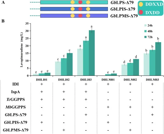 Screening of diverse levopimaradiene synthases derived from Ginkgo biloba. (A) N-terminal truncation of 79 amino acids was performed on diverse levopimaradiene synthases derived from Ginkgo biloba.; (B) Screening for optimal combinations of Ginkgo biloba-derived levopimaradiene synthases for maximal