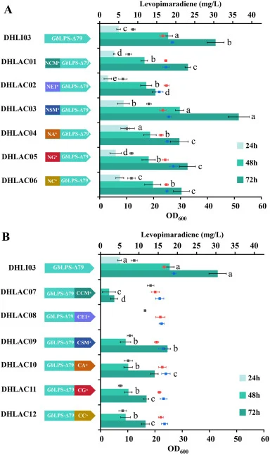 The effects of fusing distinct short peptide tags to either the N- or C-terminus of GBLPS on levopimaradiene production were investigated. (A) The OD600 values and levopimaradiene production yields of strains expressing N-terminally fused short peptide tags with varying properties; (B) The OD600 val