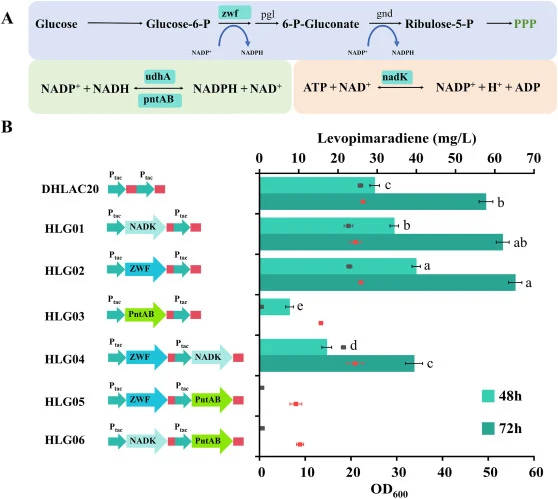 Regulating the cofactor NADPH to alter the yield of levopimaradiene (A) In E. coli, key rate-limiting enzymes in the NADPH metabolic pathway were targeted, including zwf, glucose 6-phosphate dehydrogenase; PNTAB, pyridine nucleotide hydrogenase; NADK, Nicotinamide Adenine Dinucleotide Kinase; (B) Sy