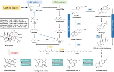跨物种途径工程实现左旋海松酸在大肠杆菌中的可持续生物合成