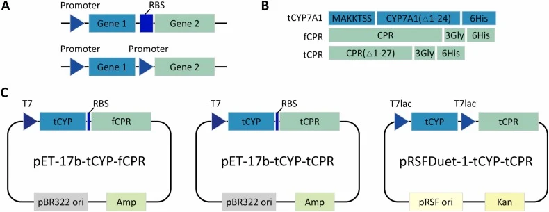 Schematic representation of plasmid construction strategies for co-expression of human CYP7A1 and CPR in E. coli. (A) Two strategies for co-expression of target genes: upper, a pET-17b based vector carrying a T7 promoter with a bicistronic transcription unit; lower, a pRSFDuet-1-derived vector conta