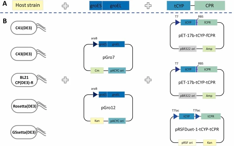 Schematic representation of recombinant E. coli strain construction for co-expression of CYP7A1 and CPR. (A) Overview of the engineering strategy: host strains (C41(DE3), C43(DE3), BL21-CodonPlus(DE3)-RIPL, Rosetta(DE3), and GSsetta(DE3)) were transformed sequentially with a chaperone plasmid (pGro7