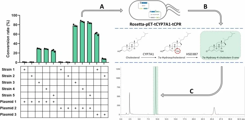 工程化大肠杆菌生物催化生产7α-HCO的示意概览。筛选共表达截短型CYP7A1和CPR的重组大肠杆菌菌株,以确定最优系统(Rosetta-pET-tCYP7A1-tCPR)。(b) 生物转化途径:胆固醇经CYP7A转化为7α-HCO。