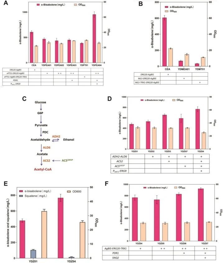 Enhancing acetyl-CoA supply by pathway compartmentalization or strengthening cytosolic acetyl-CoA synthesis. A) Production of α-bisabolene in strains with peroxisome compartmentation. B) Production of α-bisabolene in strains with mitochondria compartmentation. C) The synthesis pathway of acetyl-CoA