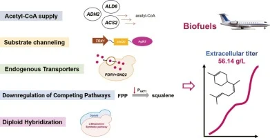 Efficient biosynthesis of ɑ-bisabolene in S. cerevisiae by c