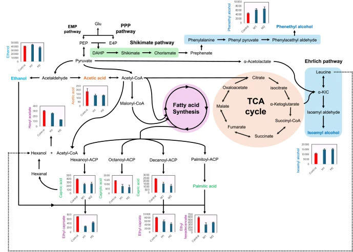 Simplified overview of relevant metabolic pathways in Saccharomyces cerevisiae showing the production of key volatile compounds discussed in the text. The pathways illustrate ethanol production from pyruvate, isoamyl alcohol production from leucine via the Ehrlich pathway, phenethyl alcohol producti