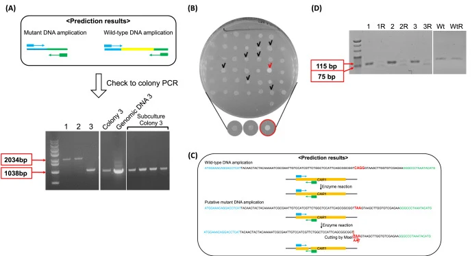 Confirmation of CAR1 gene disruption and mutant screening. (A) PCR amplification of the CAR1 gene to confirm gene deletion based on amplicon size. In the first gel image: lanes 1, 2, and 3 show the wild-type strain (2 kb band), a mixed genotype candidate (2 kb + 1 kb), and a putative ΔCAR1 mutant (1