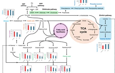 利用CRISPR/Cas9基因组编辑解锁酿酒酵母的风味潜力