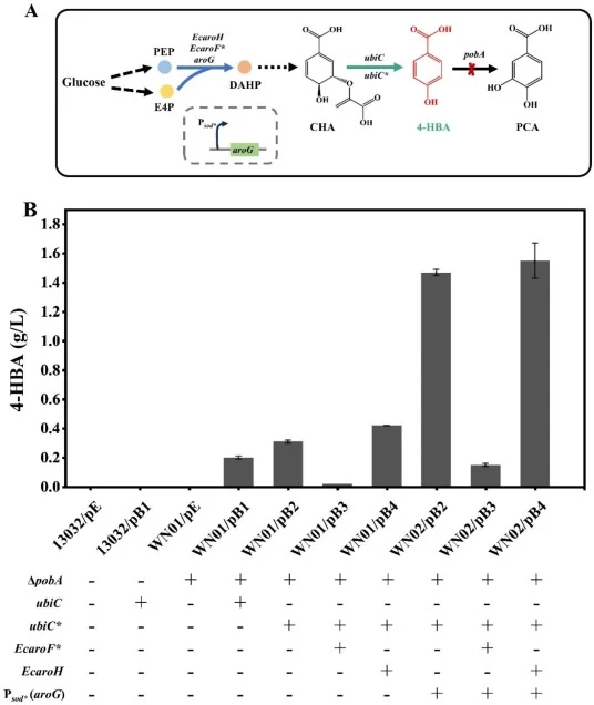 Metabolic engineering of C. glutamicum ATCC13032 for 4-HBA accumulation. A. Construction of recombinant C. glutamicum strains for biosynthesis of 4-HBA. The gene pobA encoding the enzyme p-hydroxybenzoate hydroxylase that would consume 4-HBA was deleted in the chromosome, and the genes aroG, EcaroH,