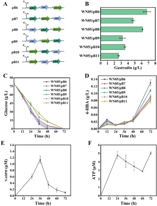 Influence of tandem expression sequence of ubiC*, car, and AtUGT on gastrodin production in C. glutamicum WN05. A. Comparison of the sequences for tandem expression of the three genes in different plasmids. B. Comparison of gastrodin production for C. glutamicum strains WN05/pB6, WN05/pB7, WN05/pB8,