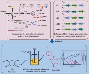 Metabolic engineering Corynebacterium glutamicum for efficie