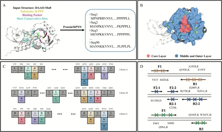基于ProteinMPNN的RgDAAO-Mu0定向进化策略。A. 固定配体D-PPT 6 Å范围内的残基及输入结构中最保守的残基,通过ProteinMPNN生成90条序列。B. 选择中层和外层残基进行诱变。