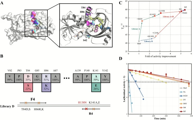 Further mutagenesis to enhance the performance of DAAO. A. Tunnel analysis of RgDAAO (PDBID: 1C0K [61]). Tunnel I, II, and III were colored as light pink, yellow, and marine, respectively. B. Construction of library D, which contains 108 transforms for screening. C. Evolution of DAAO-Mu0. D. t1/2 pl