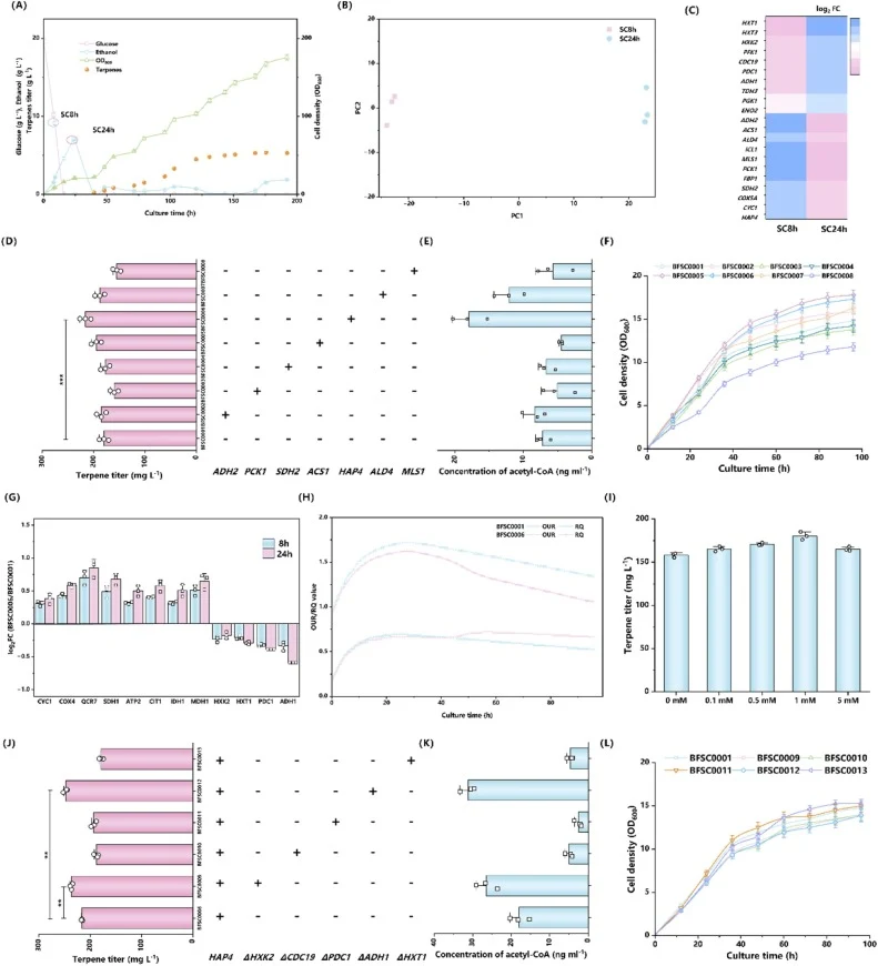 Transcriptome-guided target identification and combinatorial engineering improved acetyl-CoA supply and terpene production. (A) Fermentation profiles of glucose, ethanol, cell density and terpene titer. SC8h and SC24h denote the sampling points selected for transcriptomic analysis. (B, C) Principal