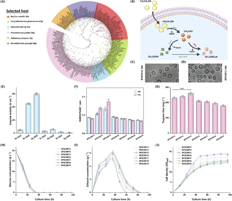 Screening and functional evaluation of ADA homologs for improving intracellular ethanol-to-acetyl-CoA conversion. (A) Maximum-likelihood phylogenetic tree of ADA homologs, with six representative source organisms selected for experimental characterization highlighted. (B) Schematic of the ethanol-to